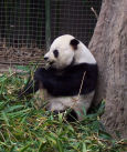 Gao Gao, Su Lin's Dad